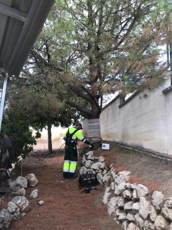 El Área de Parques y Jardines inicia la campaña anual para prevenir la procesionaria del pino en Rincón de la Victoria