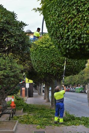 El Ayuntamiento de Rincón de la Victoria inicia la poda del arbolado urbano en el municipio, que se prolongará durante los meses de otoño e invierno