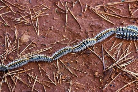 El área de Parques y Jardines anuncia un servicio de atención directa ante la presencia de la Procesionaria del Pino en el municipio