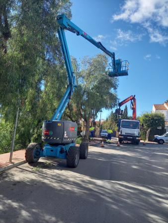 El Ayuntamiento de Rincón de la Victoria avanza en los trabajos de poda del arbolado urbano del municipio