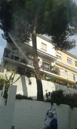 El área de Parques y Jardines realiza el seguimiento para el control de la procesionaria del pino en el municipio