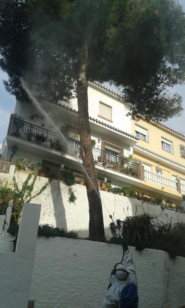 Imagen El área de Parques y Jardines realiza el seguimiento para el control de la procesionaria del pino en el municipio