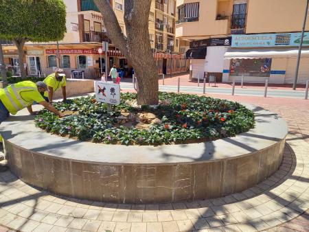 El Ayuntamiento de Rincón de la Victoria mejora la imagen de los espacios públicos con la plantación de 15.000 flores de temporada