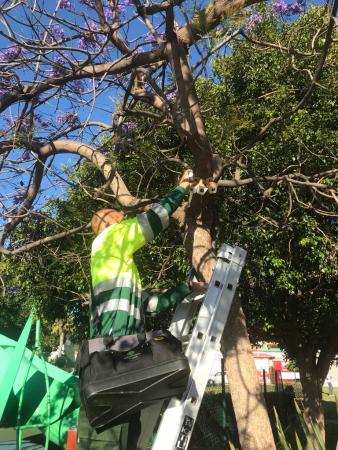 El Ayuntamiento de Rincón de la Victoria inicia el control biológico de plagas en áreas verdes y espacios públicos del municipio