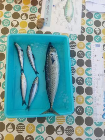 La Concejalía de Medio Ambiente de Rincón de la Victoria organiza una jornada destinada a la sensibilización ambiental sobre el consumo de peces inmaduros