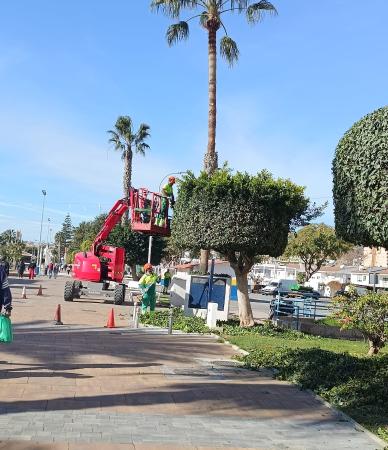 El Ayuntamiento de Rincón de la Victoria avanza en los trabajos de poda del arbolado urbano del municipio