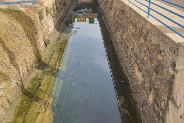 Lo pajaritos antes 3